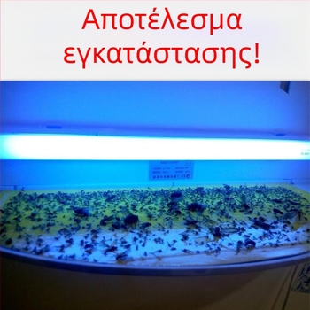 Τοίχο-Μονταριστή Λαμπτήρα Κολλητικής Παγίδας κατά των Κουνουπιών, για Εστιατόρια και Ξενοδοχεία, UV Φως Παγίδα, Κάλυψη 61 τ.μ.+, Περίβλημα ABS, 1 Έτος Εγγύηση