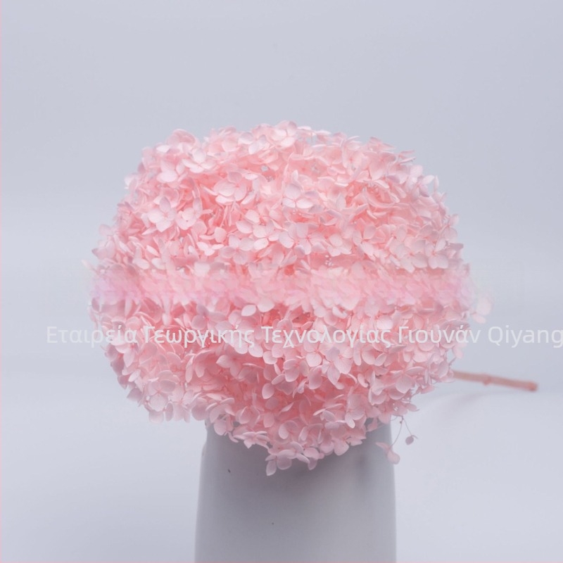 Anna Hydrangea αποξηραμένα άνθη – μονή στέλεχος, μάρκα Qiyang, μη εισαγόμενο, για μπουκέτο