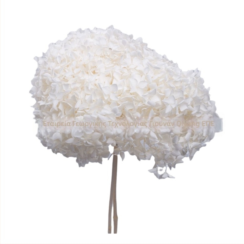 Anna Hydrangea αποξηραμένα άνθη – μονή στέλεχος, μάρκα Qiyang, μη εισαγόμενο, για μπουκέτο