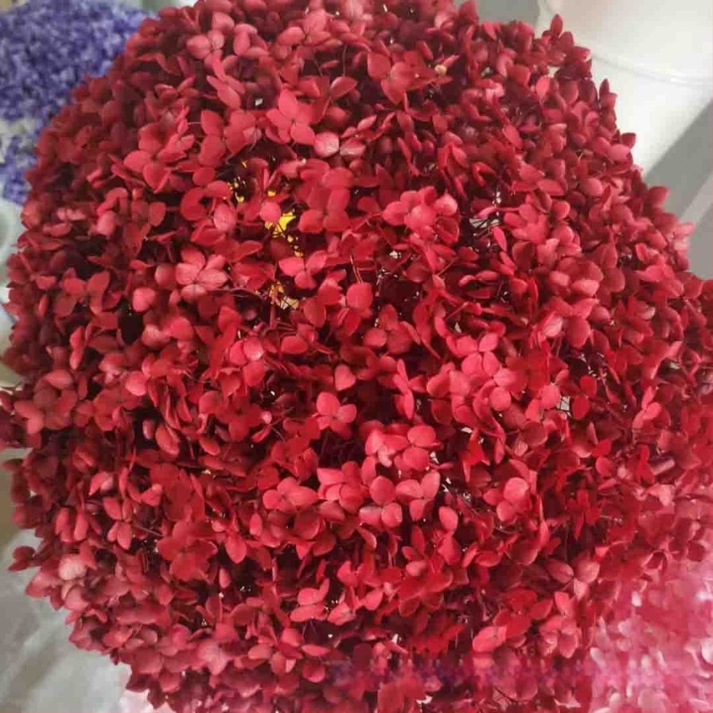 Anna Hydrangea αποξηραμένα άνθη – μονή στέλεχος, μάρκα Qiyang, μη εισαγόμενο, για μπουκέτο