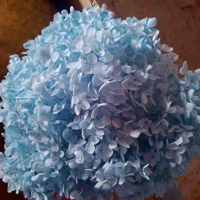 Anna Hydrangea αποξηραμένα άνθη – μονή στέλεχος, μάρκα Qiyang, μη εισαγόμενο, για μπουκέτο