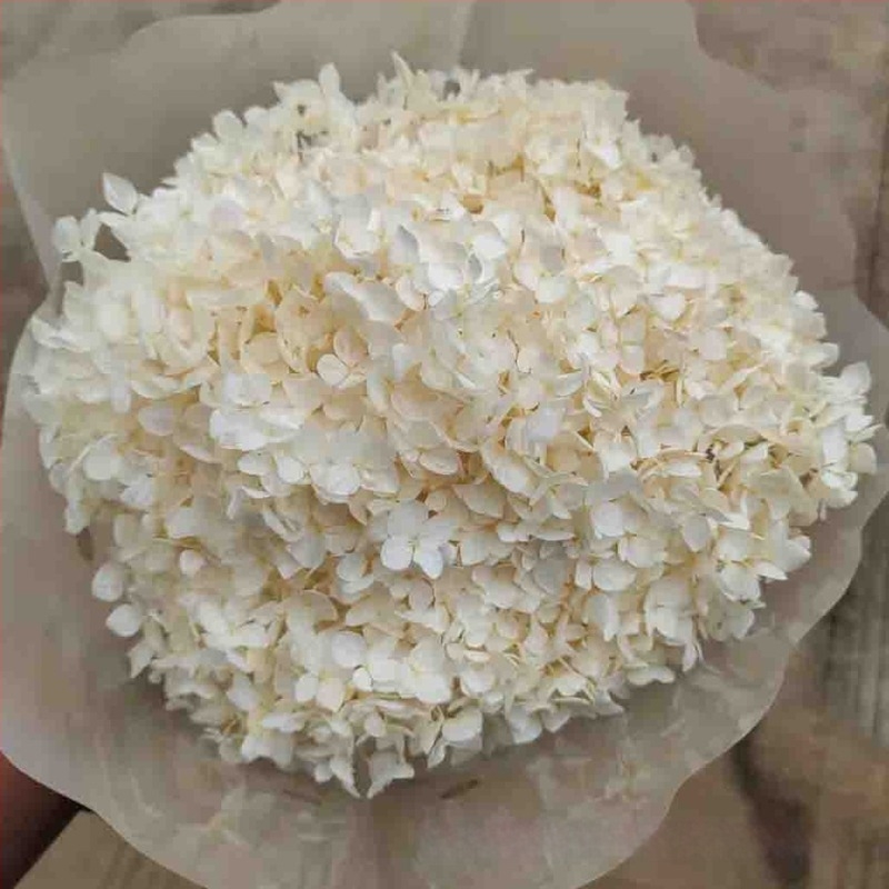 Anna Hydrangea αποξηραμένα άνθη – μονή στέλεχος, μάρκα Qiyang, μη εισαγόμενο, για μπουκέτο