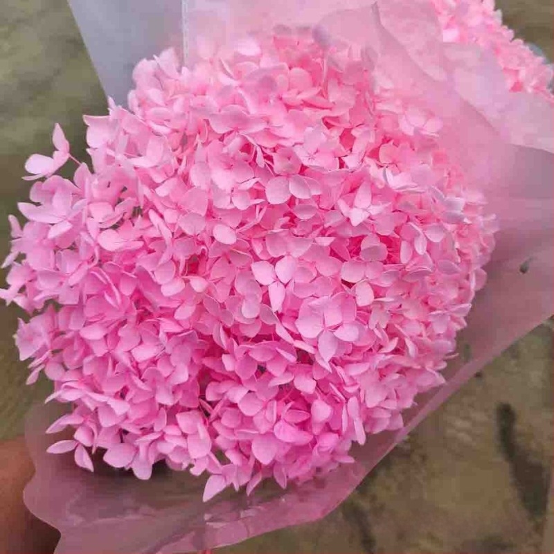 Anna Hydrangea αποξηραμένα άνθη – μονή στέλεχος, μάρκα Qiyang, μη εισαγόμενο, για μπουκέτο