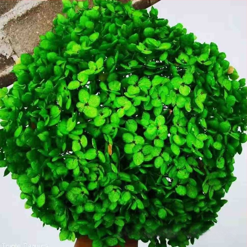 Anna Hydrangea αποξηραμένα άνθη – μονή στέλεχος, μάρκα Qiyang, μη εισαγόμενο, για μπουκέτο