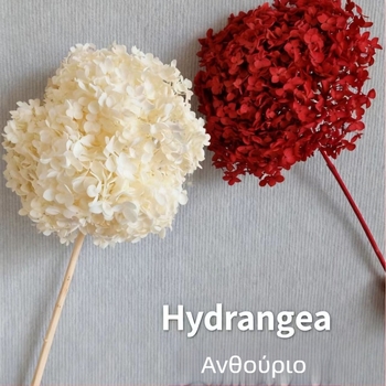 Anna Hydrangea — χειροποίητα διακοσμητικά από αποξηραμένα άνθη για οικιακή και εκδηλωσιακή διακόσμηση; Μάρκα: Everlasting Anna Hydrangea; Υλικό: αποξηραμένα άνθη; Είδος: Anna