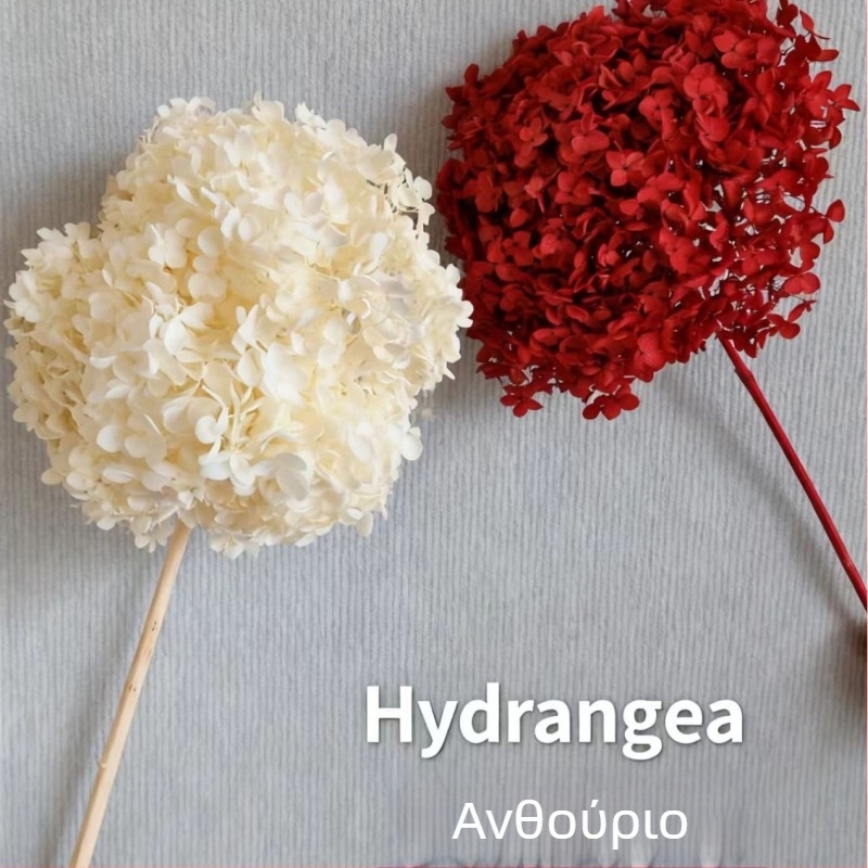 Anna Hydrangea — χειροποίητα διακοσμητικά από αποξηραμένα άνθη για οικιακή και εκδηλωσιακή διακόσμηση; Μάρκα: Everlasting Anna Hydrangea; Υλικό: αποξηραμένα άνθη; Είδος: Anna