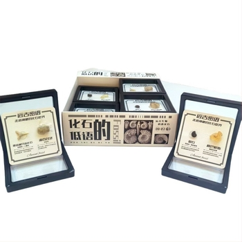 Δείγμα απολιθώματος τριλοβίτη, σε κουτί, εκπαιδευτικό διακοσμητικό, υλικό πλαστικό και ρητίνη, παλαιοντολογικό απολίθωμα