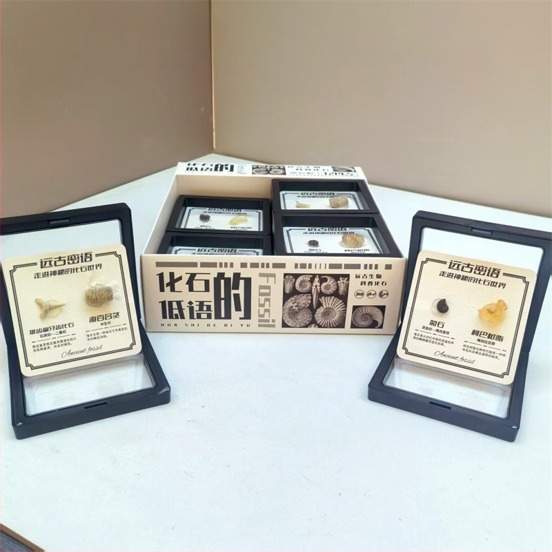 Δείγμα απολιθώματος τριλοβίτη, σε κουτί, εκπαιδευτικό διακοσμητικό, υλικό πλαστικό και ρητίνη, παλαιοντολογικό απολίθωμα