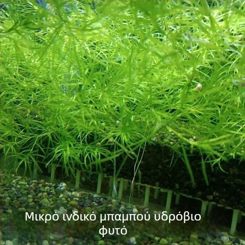 Ινδικό μικρό μπαμπού γρασίδι για ενυδρεία — ανθεκτικό, εύκολο στη φροντίδα, προτιμά σκιά, για διακόσμηση και καθαρισμό νερού