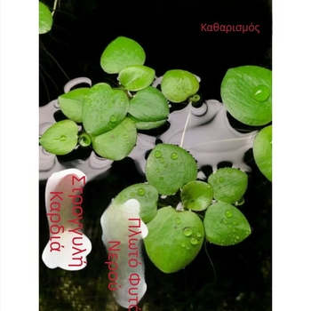 Duckweed πλωτό για ενυδρείο – καθαρισμός νερού, πράσινο υδάτινο φυτό για γραφείο και αυλή