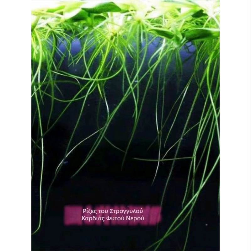 Duckweed πλωτό για ενυδρείο – καθαρισμός νερού, πράσινο υδάτινο φυτό για γραφείο και αυλή