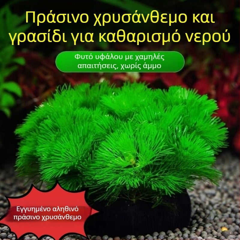 Shadow Creek Σετ διακόσμησης ενυδρείου Betta με οξυγονωμένα σφαιρικά υδάτινα φυτά, χωρίς υπόστρωμα άμμου, για τον καθαρισμό του νερού