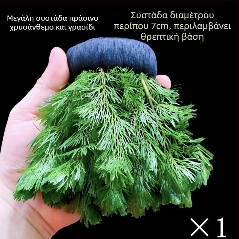 Shadow Creek Σετ διακόσμησης ενυδρείου Betta με οξυγονωμένα σφαιρικά υδάτινα φυτά, χωρίς υπόστρωμα άμμου, για τον καθαρισμό του νερού