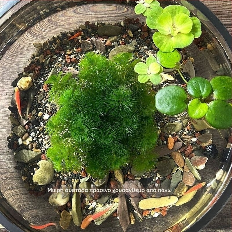 Shadow Creek Σετ διακόσμησης ενυδρείου Betta με οξυγονωμένα σφαιρικά υδάτινα φυτά, χωρίς υπόστρωμα άμμου, για τον καθαρισμό του νερού