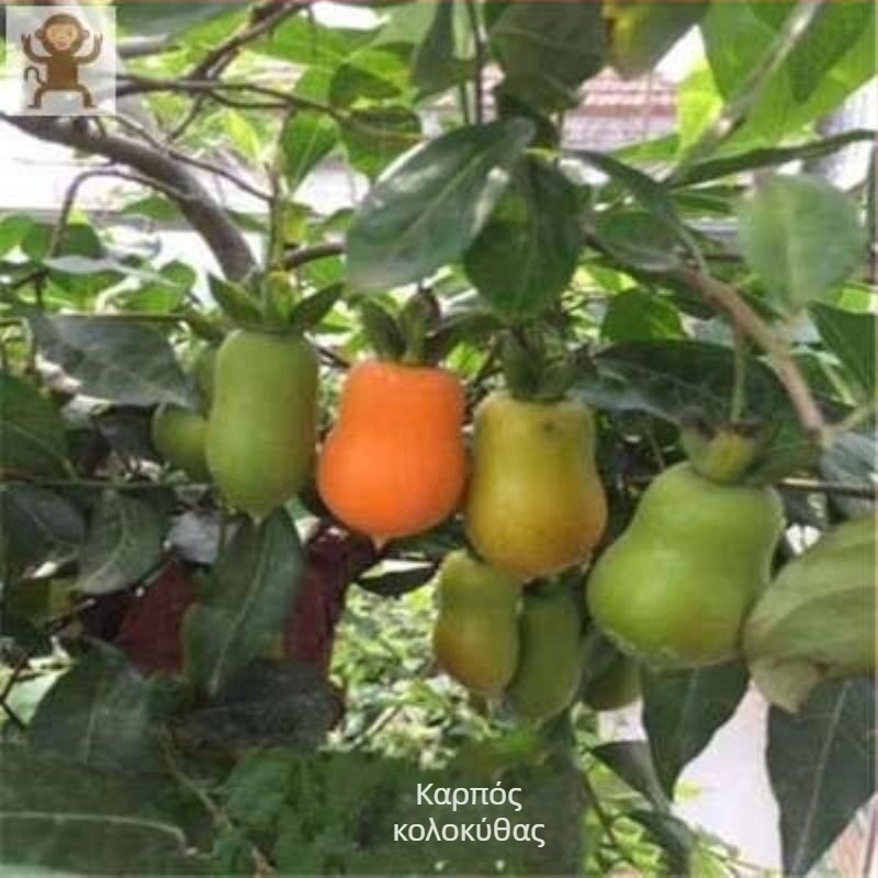 Μπόνσαι δέντρο με παλιό κορμό και φυτά φρούτων (Μάρκα: Unique; Εισαγωγή: Όχι; Βέλτιστη θερμοκρασία ανάπτυξης: Άλλη; Ποικιλίες φυτών: Άλλες)