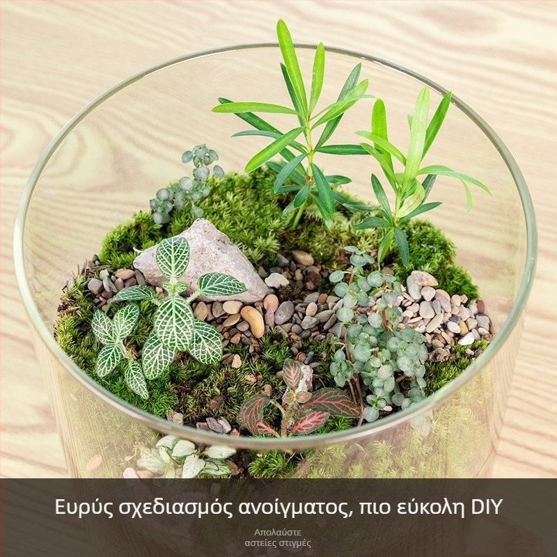 Βάζο από γυαλί υψηλής borosilicate για DIY μικρό τοπίο υδροπονίας — ίσιο γυάλινο δοχείο διακόσμησης σαλονιού