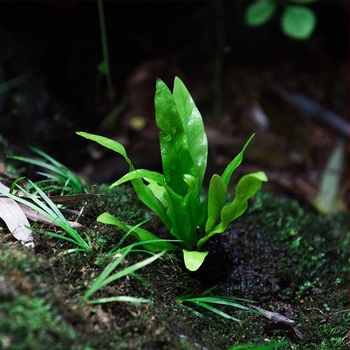 Μικροτοπίο φτέρων σε οικολογικό μπουκάλι για υδάτινο και χερσαίο terrarium, DIY κιτ, μοντέρνος μινιμαλισμός; βέλτιστη θερμοκρασία 20°C; φωτισμός ουδέτερος; υγρασία ουδέτερη; φυτά: φτέρες.