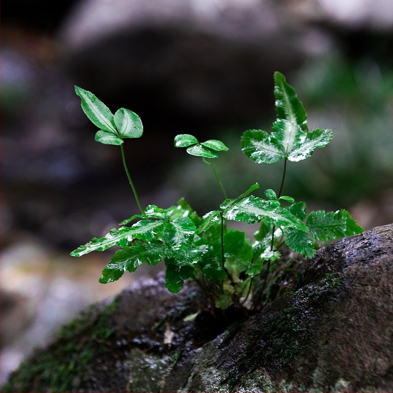 Μικροτοπίο φτέρων σε οικολογικό μπουκάλι για υδάτινο και χερσαίο terrarium, DIY κιτ, μοντέρνος μινιμαλισμός; βέλτιστη θερμοκρασία 20°C; φωτισμός ουδέτερος; υγρασία ουδέτερη; φυτά: φτέρες.