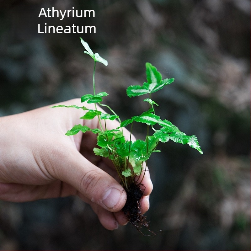 Μικροτοπίο φτέρων σε οικολογικό μπουκάλι για υδάτινο και χερσαίο terrarium, DIY κιτ, μοντέρνος μινιμαλισμός; βέλτιστη θερμοκρασία 20°C; φωτισμός ουδέτερος; υγρασία ουδέτερη; φυτά: φτέρες.