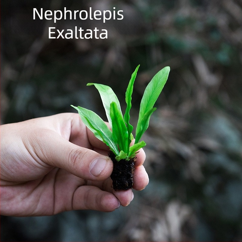 Μικροτοπίο φτέρων σε οικολογικό μπουκάλι για υδάτινο και χερσαίο terrarium, DIY κιτ, μοντέρνος μινιμαλισμός; βέλτιστη θερμοκρασία 20°C; φωτισμός ουδέτερος; υγρασία ουδέτερη; φυτά: φτέρες.