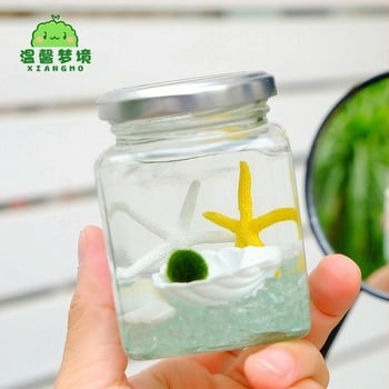 Warm dream Γυάλινο μίνι terrarium με μαρίμο - υδροπονικό μικροτοπίο, δώρο φυτού