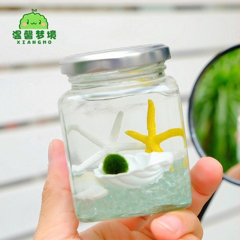 Warm dream Γυάλινο μίνι terrarium με μαρίμο - υδροπονικό μικροτοπίο, δώρο φυτού