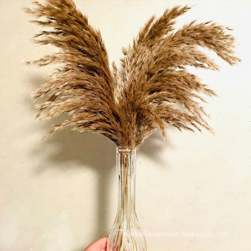 Αποξηραμένα λουλούδια - αξεσουάρ φωτογράφισης σε INS στυλ, μάρκα Brightness, ποικιλία 3332590, υλικό: αποξηραμένα λουλούδια, διαδικασία: Άλλο, χρήση: γάμος/εξωτερικά/αξεσουάρ φωτογράφισης