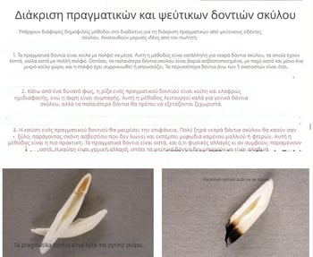 Αληθινό μαύρο δόντι σκύλου — μενταγιόν από δόντι λύκου και δόντι Θιβετιανού μαστίφ, κολιέ σε εθνοτικό στυλ για άνδρες και παιδιά