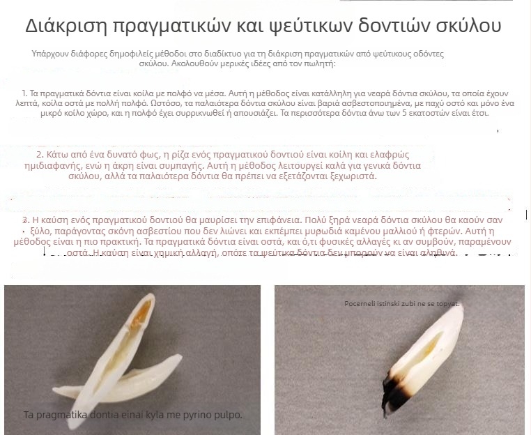 Αληθινό μαύρο δόντι σκύλου — μενταγιόν από δόντι λύκου και δόντι Θιβετιανού μαστίφ, κολιέ σε εθνοτικό στυλ για άνδρες και παιδιά