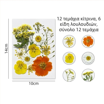 Forget-me-not αποξηραμένα άνθη - σετ για πιεσμένη φλοραλ τέχνη, διακόσμηση τοίχου, συσκευασία υπό κενό