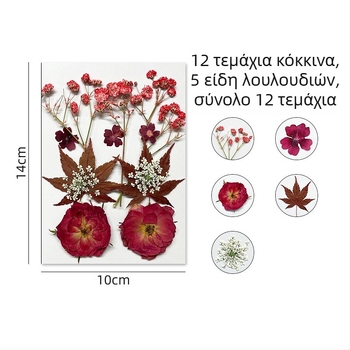 Forget-me-not αποξηραμένα άνθη - σετ για πιεσμένη φλοραλ τέχνη, διακόσμηση τοίχου, συσκευασία υπό κενό