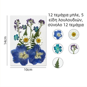 Forget-me-not αποξηραμένα άνθη - σετ για πιεσμένη φλοραλ τέχνη, διακόσμηση τοίχου, συσκευασία υπό κενό
