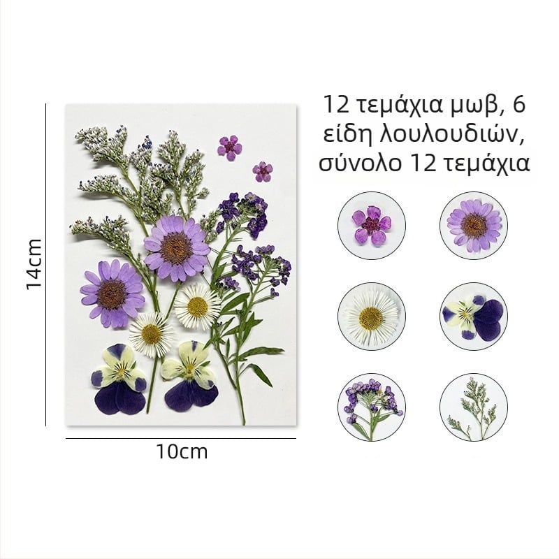 Forget-me-not αποξηραμένα άνθη - σετ για πιεσμένη φλοραλ τέχνη, διακόσμηση τοίχου, συσκευασία υπό κενό