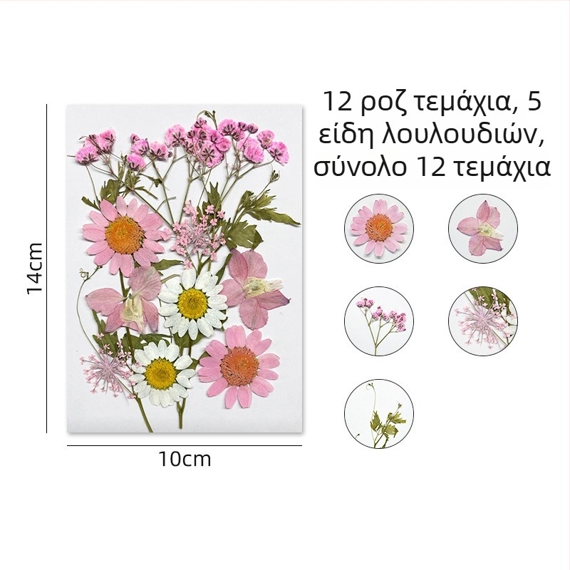 Forget-me-not αποξηραμένα άνθη - σετ για πιεσμένη φλοραλ τέχνη, διακόσμηση τοίχου, συσκευασία υπό κενό