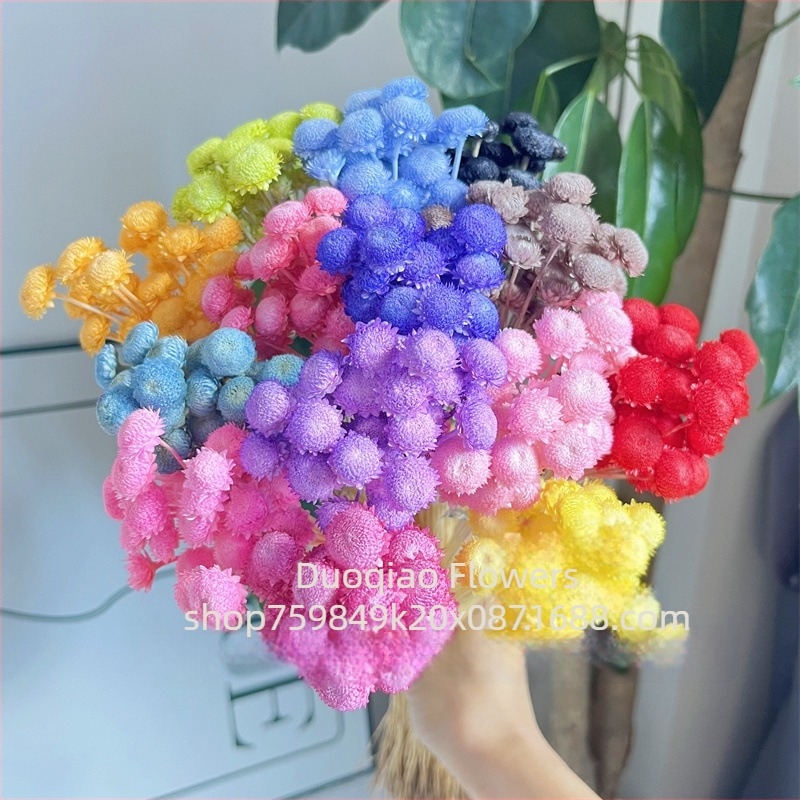 Γύψοφιλα Αιώνιον Άνθος – Αστέρι Λουλούδι – Mini DIY Υλικό Λουλουδιών με Γυάλινο Καπάκι και Ακρυλικό για Διακόσμηση Σπιτιού