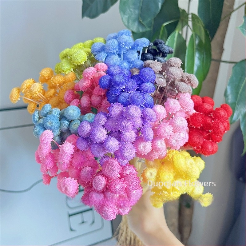 Γύψοφιλα Αιώνιον Άνθος – Αστέρι Λουλούδι – Mini DIY Υλικό Λουλουδιών με Γυάλινο Καπάκι και Ακρυλικό για Διακόσμηση Σπιτιού
