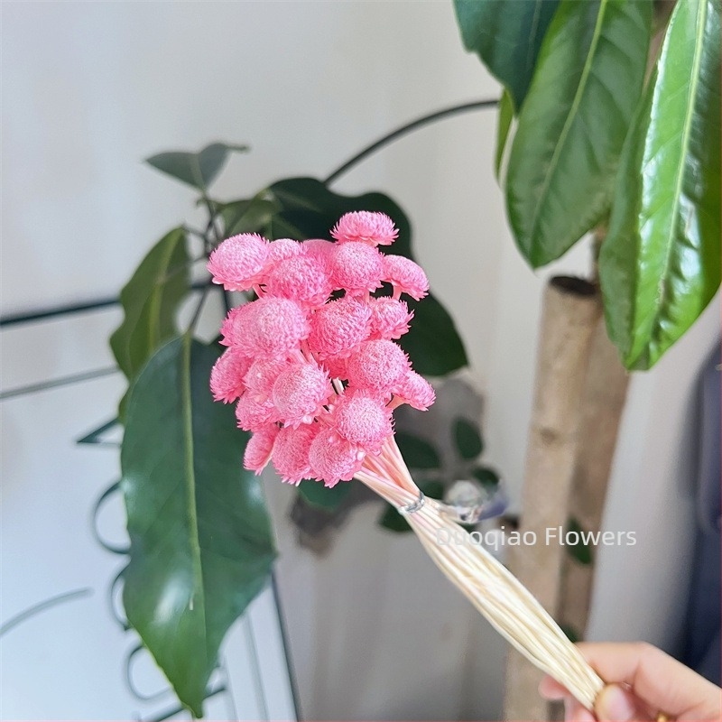 Γύψοφιλα Αιώνιον Άνθος – Αστέρι Λουλούδι – Mini DIY Υλικό Λουλουδιών με Γυάλινο Καπάκι και Ακρυλικό για Διακόσμηση Σπιτιού