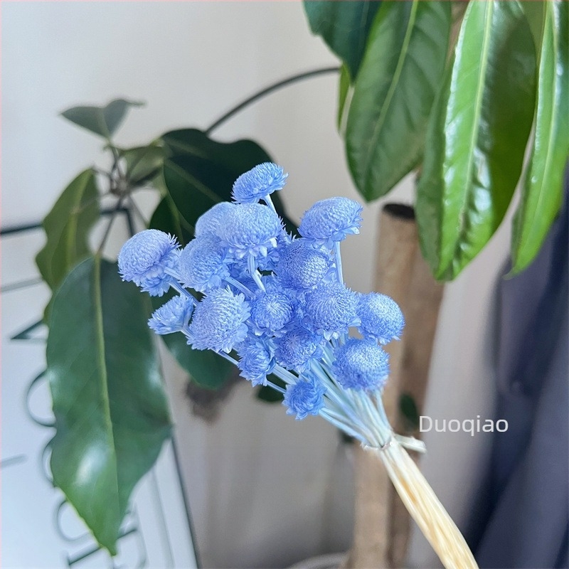 Γύψοφιλα Αιώνιον Άνθος – Αστέρι Λουλούδι – Mini DIY Υλικό Λουλουδιών με Γυάλινο Καπάκι και Ακρυλικό για Διακόσμηση Σπιτιού