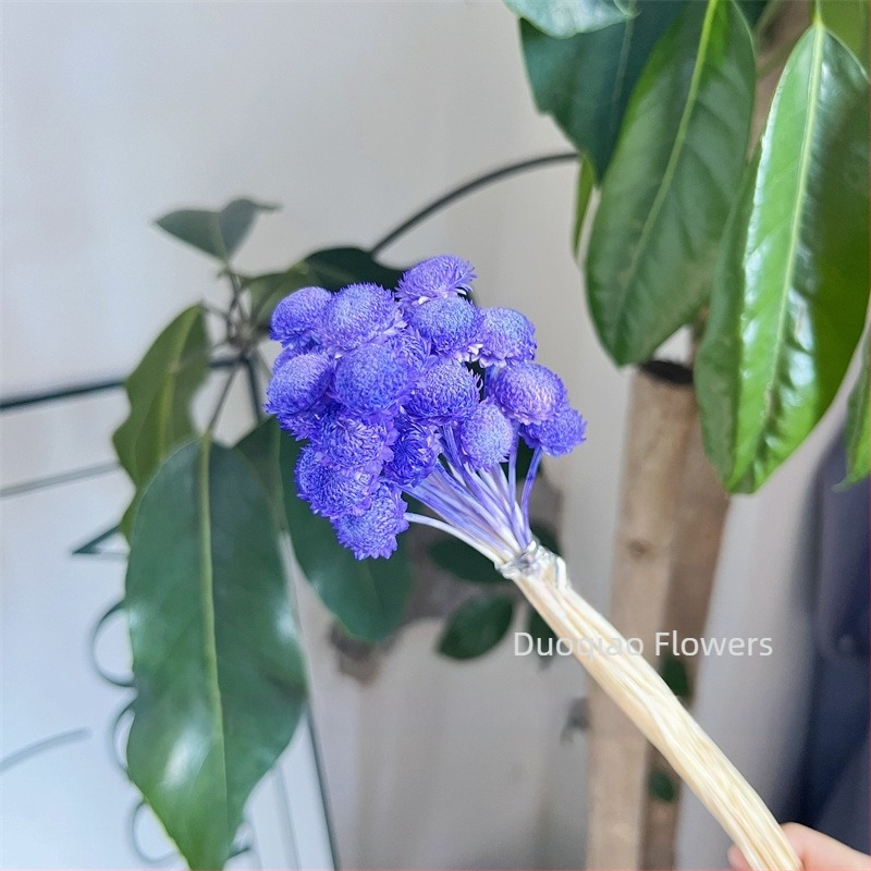 Γύψοφιλα Αιώνιον Άνθος – Αστέρι Λουλούδι – Mini DIY Υλικό Λουλουδιών με Γυάλινο Καπάκι και Ακρυλικό για Διακόσμηση Σπιτιού