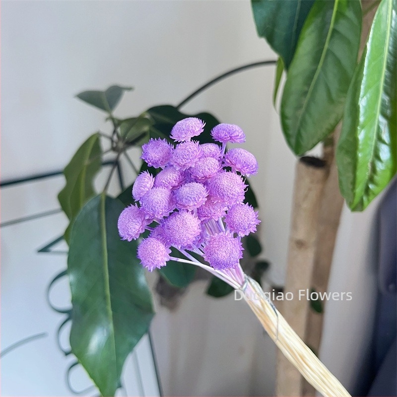 Γύψοφιλα Αιώνιον Άνθος – Αστέρι Λουλούδι – Mini DIY Υλικό Λουλουδιών με Γυάλινο Καπάκι και Ακρυλικό για Διακόσμηση Σπιτιού