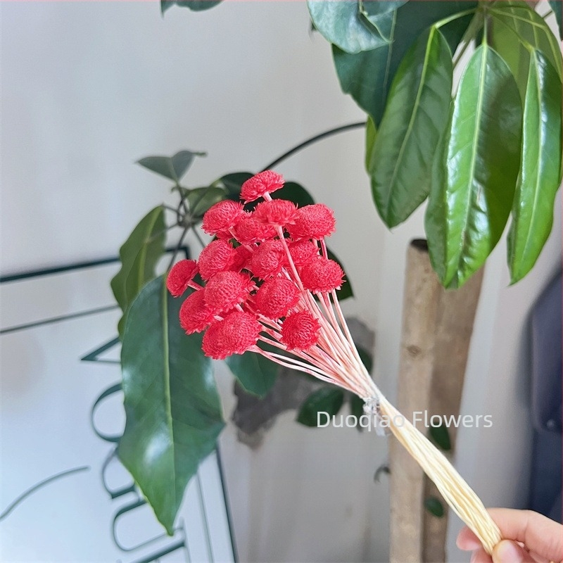 Γύψοφιλα Αιώνιον Άνθος – Αστέρι Λουλούδι – Mini DIY Υλικό Λουλουδιών με Γυάλινο Καπάκι και Ακρυλικό για Διακόσμηση Σπιτιού