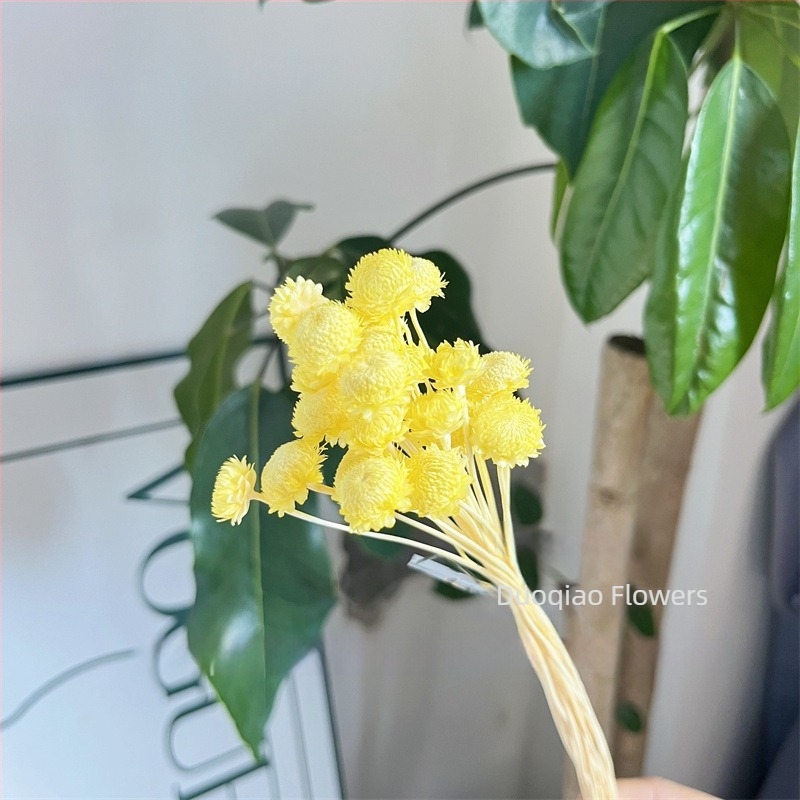 Γύψοφιλα Αιώνιον Άνθος – Αστέρι Λουλούδι – Mini DIY Υλικό Λουλουδιών με Γυάλινο Καπάκι και Ακρυλικό για Διακόσμηση Σπιτιού
