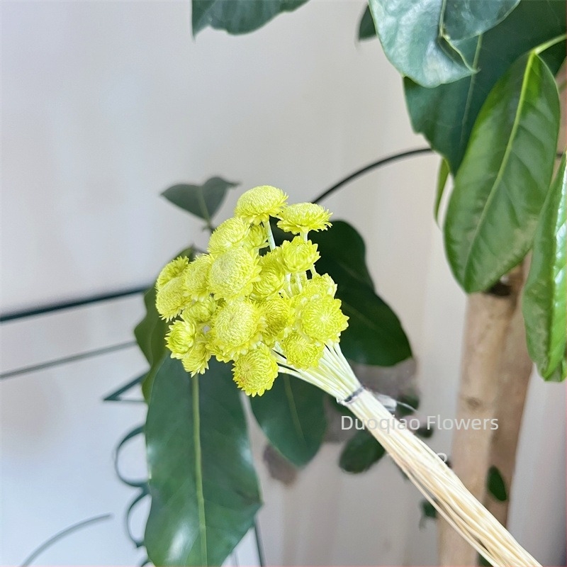 Γύψοφιλα Αιώνιον Άνθος – Αστέρι Λουλούδι – Mini DIY Υλικό Λουλουδιών με Γυάλινο Καπάκι και Ακρυλικό για Διακόσμηση Σπιτιού
