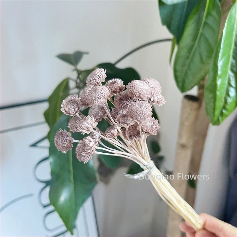 Γύψοφιλα Αιώνιον Άνθος – Αστέρι Λουλούδι – Mini DIY Υλικό Λουλουδιών με Γυάλινο Καπάκι και Ακρυλικό για Διακόσμηση Σπιτιού