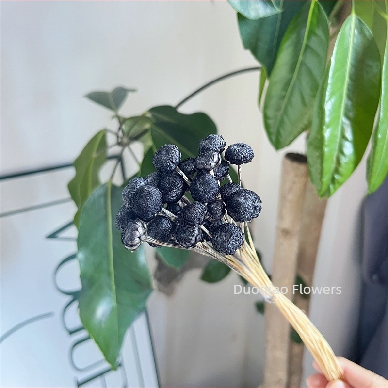 Γύψοφιλα Αιώνιον Άνθος – Αστέρι Λουλούδι – Mini DIY Υλικό Λουλουδιών με Γυάλινο Καπάκι και Ακρυλικό για Διακόσμηση Σπιτιού