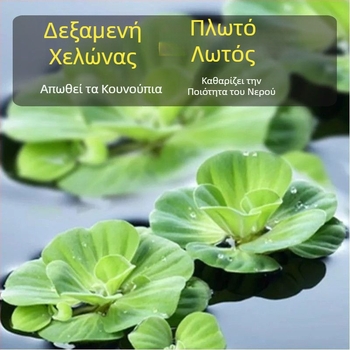 Οικιακό ενυδρείο για χελώνες με οικολογικά υδάτινα φυτά και διακοσμητικό τοπίο για μικρές χελώνες