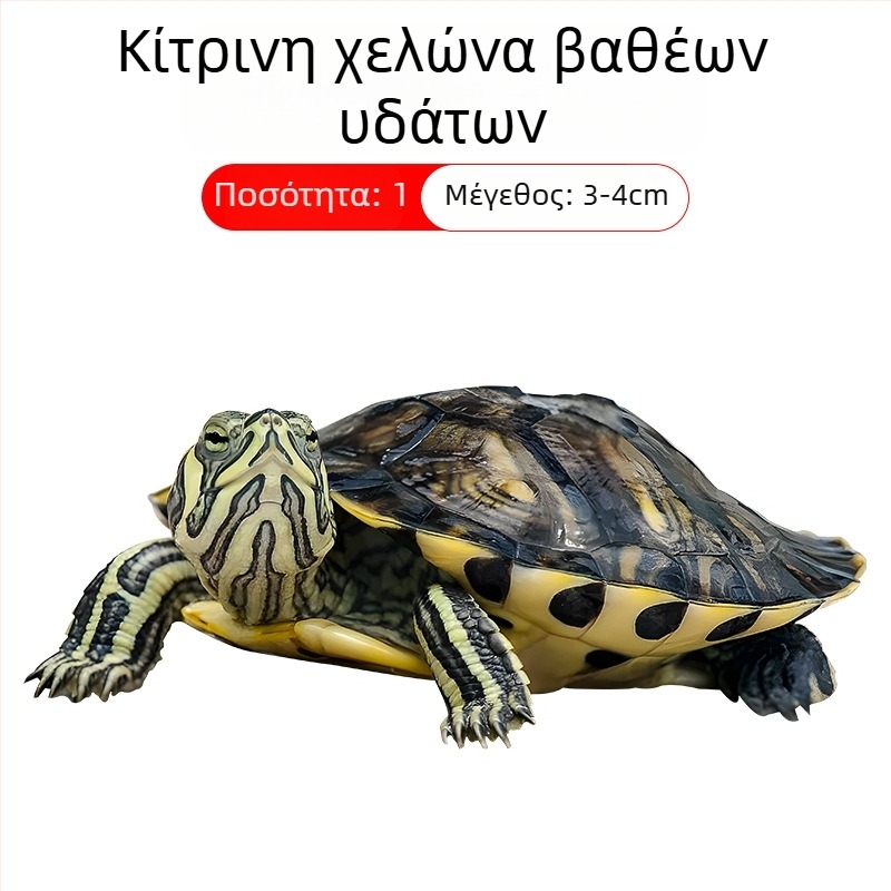 Καθαριστής ενυδρείου για χελώνα με κίτρινα αυτιά, αφαίρεση φυκών και αποβλήτων, κρύο νερό (ζωντανή χελώνα)