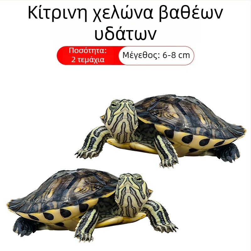 Καθαριστής ενυδρείου για χελώνα με κίτρινα αυτιά, αφαίρεση φυκών και αποβλήτων, κρύο νερό (ζωντανή χελώνα)