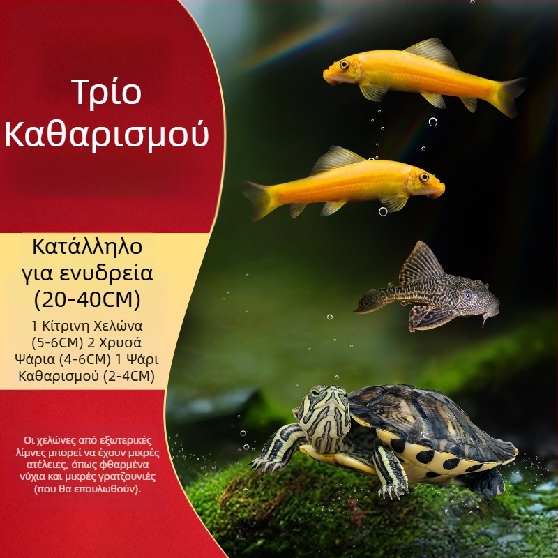 Καθαριστής ενυδρείου για χελώνα με κίτρινα αυτιά, αφαίρεση φυκών και αποβλήτων, κρύο νερό (ζωντανή χελώνα)