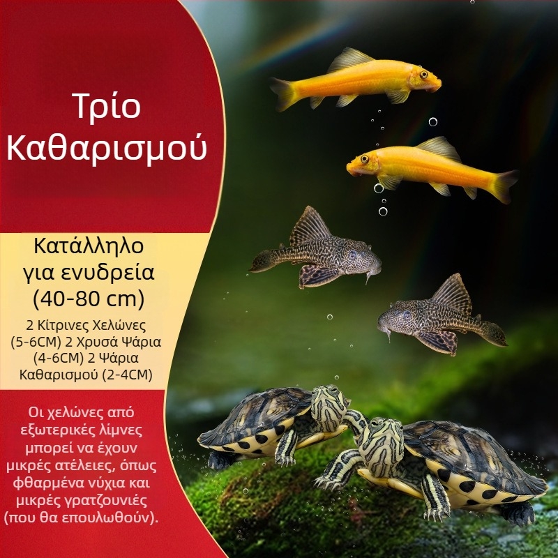 Καθαριστής ενυδρείου για χελώνα με κίτρινα αυτιά, αφαίρεση φυκών και αποβλήτων, κρύο νερό (ζωντανή χελώνα)